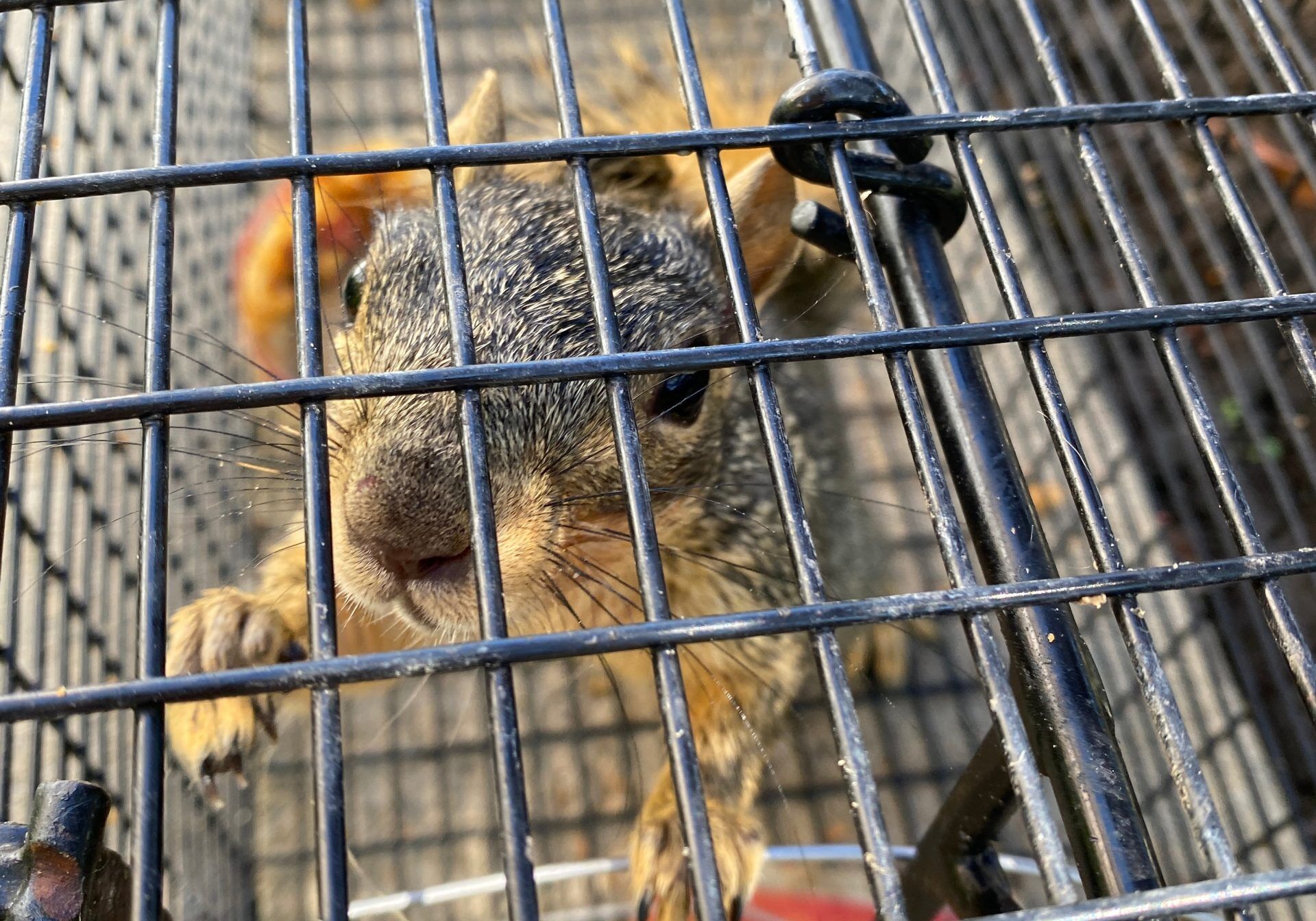 From Platte to Miami County: What You'll Pay for Professional Squirrel Trapping