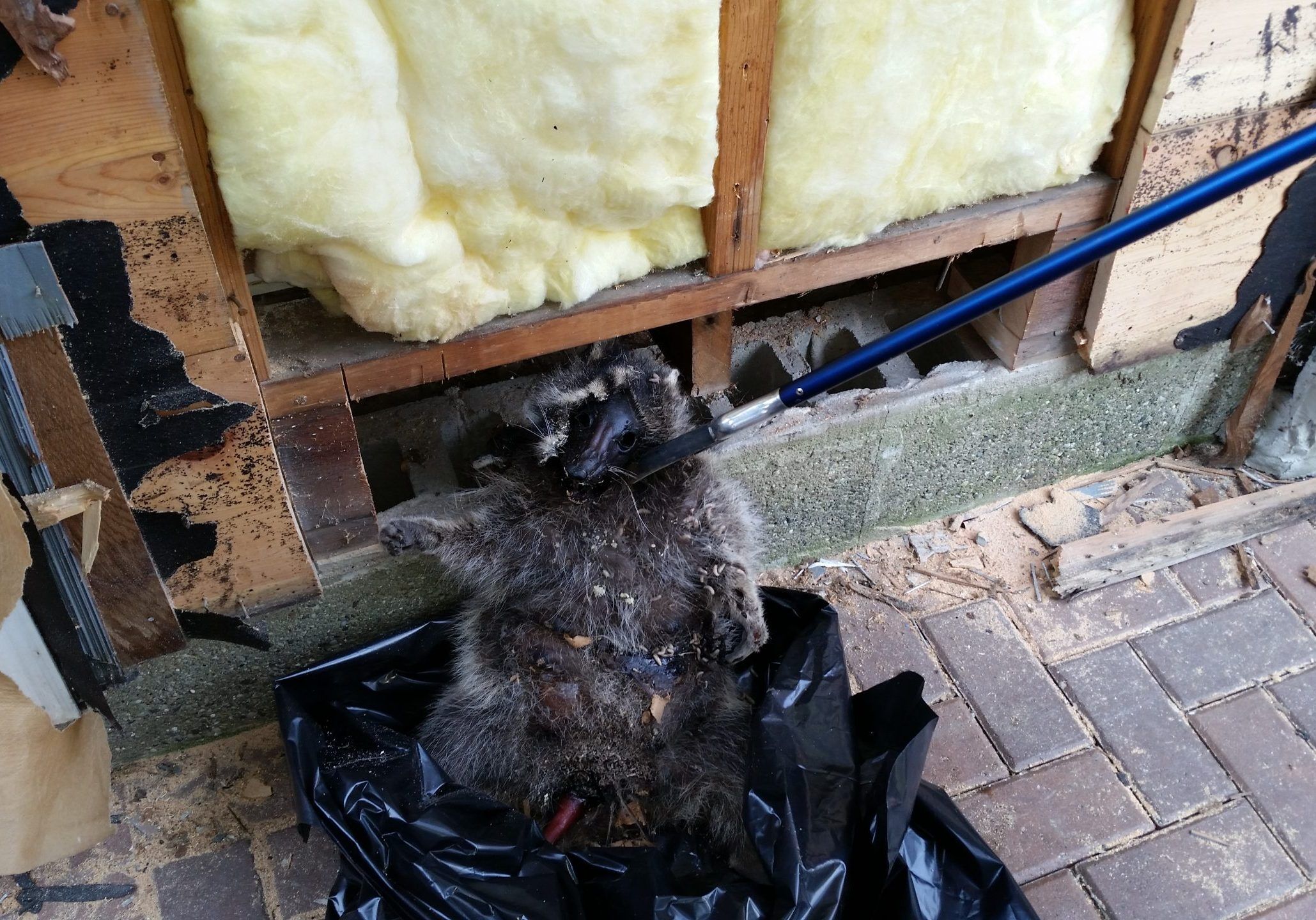 Raccoon damage in attic insulation Capac Michigan